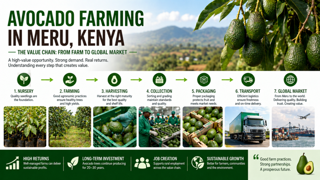 Hass avocado farming profitability in Kenya per acre