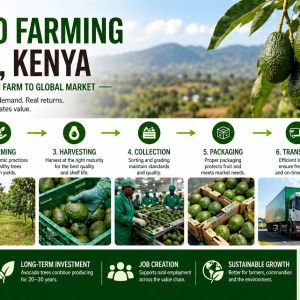 Hass avocado farming profitability in Kenya per acre