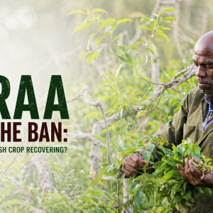 Miraa farming recovery in Kenya with farmer picking fresh miraa branches